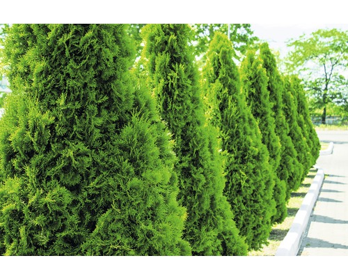 Zerav západní, túje FloraSelf thuja occidentalis 'Smaragd' 175-200 cm květináč 18 l