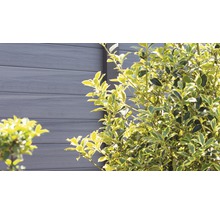 WPC plot s keřem na zahradě