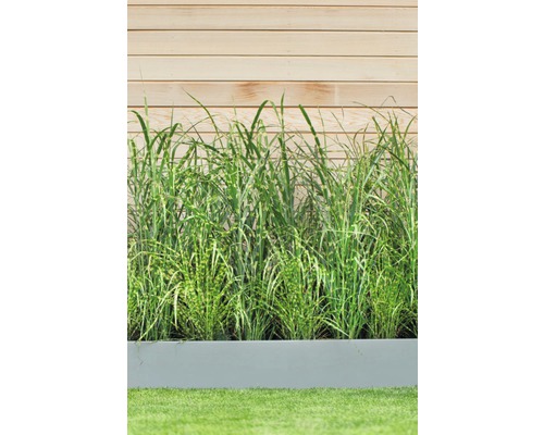 Vysoká tráva v šedé květinové nádobě před dřevěnou stěnou