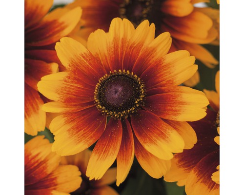 Detailní záběr květů Rudbeckia Hirta, ideální pro zahradu