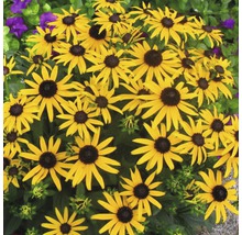 Skupina květin Rudbeckia na zahradě