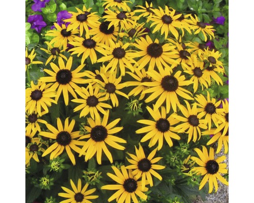Skupina květin Rudbeckia na zahradě
