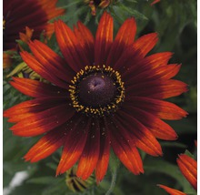 Květ rudbekie