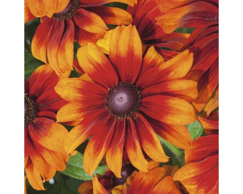 Detail květů Rudbeckia s tmavým středem a žlutočervenými okvětními lístky