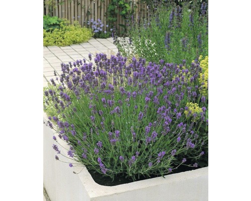 Levandule FloraSelf Lavandula angustifolia 'Munstead' 20-30 cm květináč 5 l Levandule v zahradním záhonu