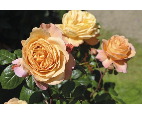 Růže Rosen Tantau Rosa x hybrid 'Capri' s balem