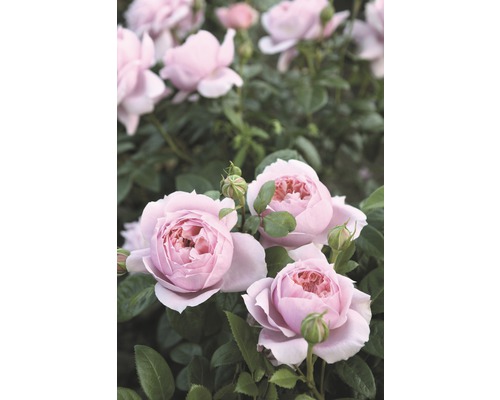 Růže Nostalgie Tantau Rosa x hybrid 'Schöne Maid' s balem