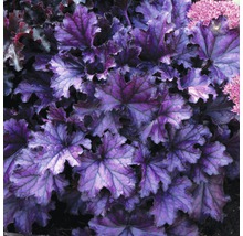 Okrasná rostlina Heuchera s listy