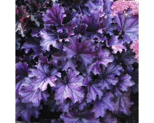 Okrasná rostlina Heuchera s listy