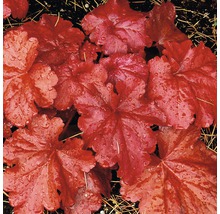 Detail rostliny Heuchera s listy