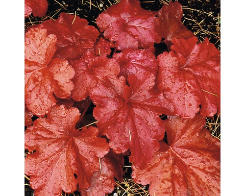 Detail rostliny Heuchera s listy