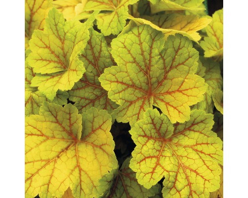 Detailní záběr listů Heuchera