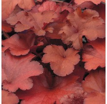 Detail listů rostliny Heuchera
