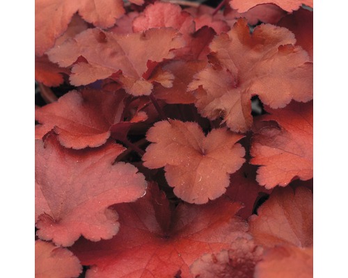 Detail listů rostliny Heuchera