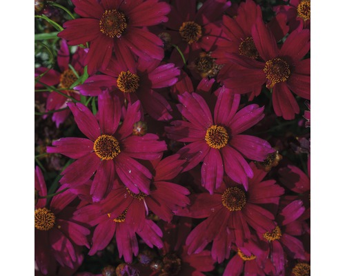 Detail fialovočervených květů Coreopsis