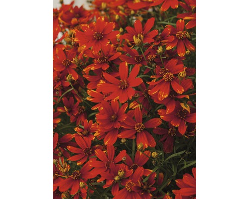 Detailní pohled na květy Coreopsis