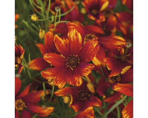 Detail květů krásnoočka