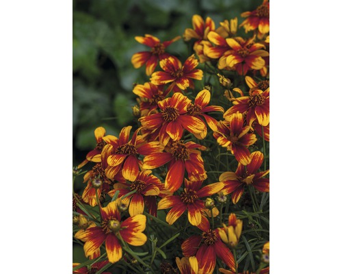 Květenství s květy krásnoočka na zahradě.