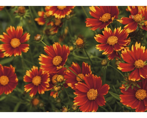 Detailní záběr květin Coreopsis na zahradě.