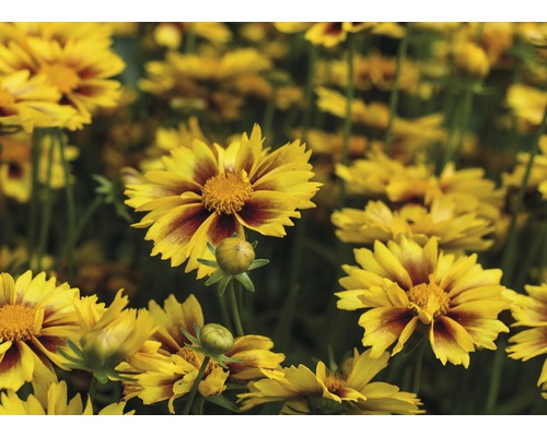 Kvetoucí rudbeckie na zahradě