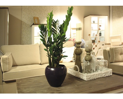 Rostlina zamioculcas v květináči na stole v obývacím pokoji.