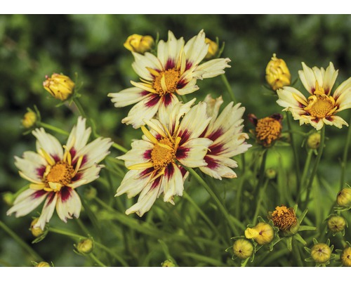 Krásnoočko velkokvěté Coreopsis grandiflora výška 30-40 cm květináč 5 l 1 ks, různé druhy