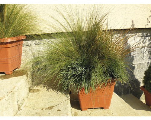 Okrasná tráva v květináči
