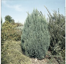 Sloupovitý jalovec FloraSelf Juniperus chinensis 'Stricta' výška 20–30 cm, kontejner 2 l