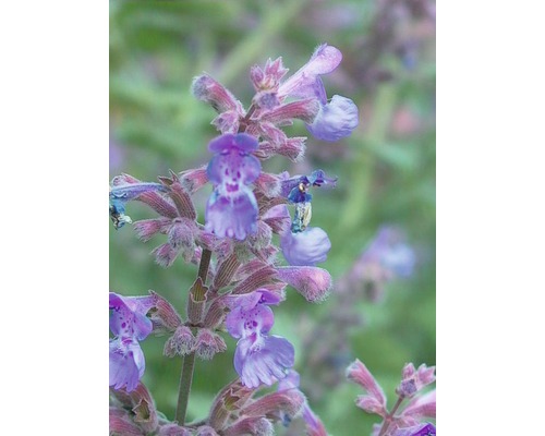 Šanta kočičí FloraSelf Nepeta x faassenii 'Walker's Low' 5-40 cm květináč 0,5 l Detail kvetoucí rostliny šanty kočičí