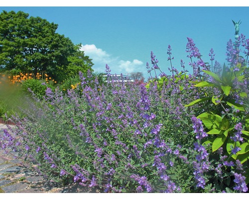 Šanta kočičí FloraSelf Nepeta faassenii výška 5-40 cm květináč 0,5 l