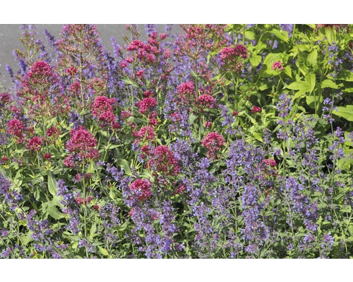 Mavuň červená FloraSelf Centranthus ruber 'Cocciuneus' 5-60 cm květináč 0,5 l