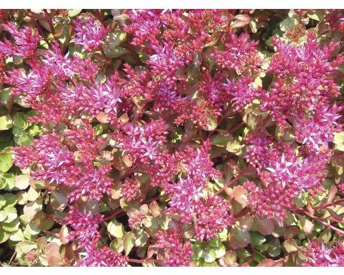 Rozchodník pochybný FloraSelf Sedum spur. 'Fuldaglut' 5-10 cm květináč 0,5 l Rozchodníky s květy