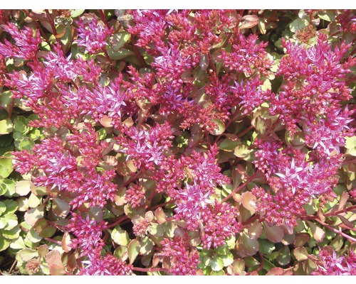 Rozchodník pochybný FloraSelf Sedum spur. 'Fuldaglut' 5-10 cm květináč 0,5 l