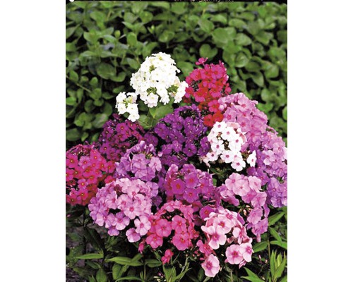 Plamenka latnatá FloraSelf Phlox paniculata květináč 3 l 1 ks, různé druhy