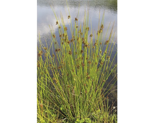 Trs vodních rostlin na břehu