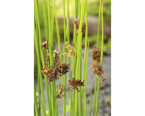 Sítina rozkladitá FloraSelf Juncus effusus 5-20 cm květináč 0,5 l