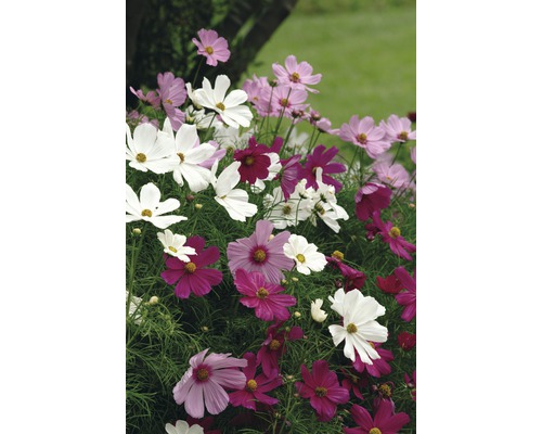 Krásenka zpeřená FloraSelf Cosmos bipinnatus květináč Ø 10,5 cm