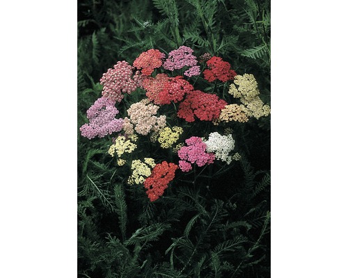 Řebříček červený FloraSelf Achillea millefolium květináč 3 l