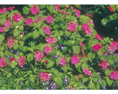 Záhon s netýkavkou a lobelkou na zahradě