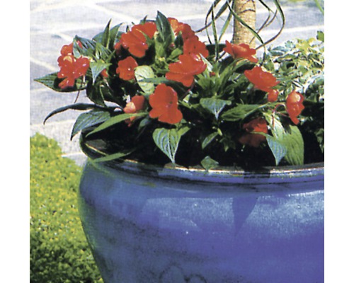 Keramický květináč s červenými květinami