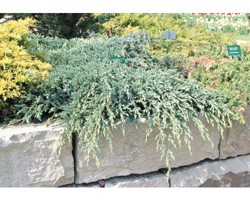 Jalovec šupinatý FloraSelf Juniperus squamata 'Blue Carpet' 20-30 cm květináč 2 l Plazivý jalovec v zahradním záhonu