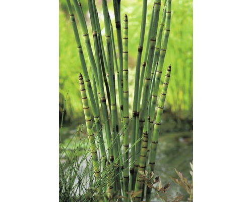 Preslicka Japonska (přesličky japonské, Equisetum hyemale, Přeslička japonská) Preslicka Japonska
