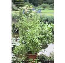 Deštníkový bambus FloraSelf Fargesia murielae 'Nová generace' výška 80–100 cm, kontejner 7,5 l