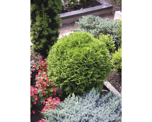 Scéna s různými okrasnými keři v zahradě