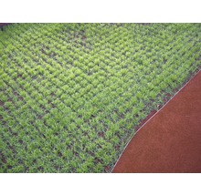 Pohled na mladý trávník vedle okraje trávníku