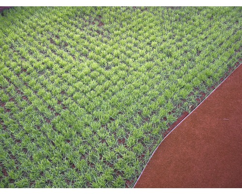 Pohled na mladý trávník vedle okraje trávníku