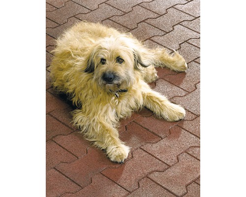 Pes leží na dlažebních kostkách.