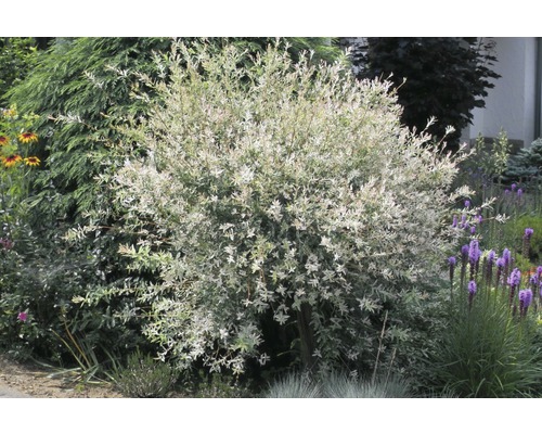 Vrba FloraSelf Salix integra 'Hakuro Nishiki' 100-125 cm květináč 7,5 l