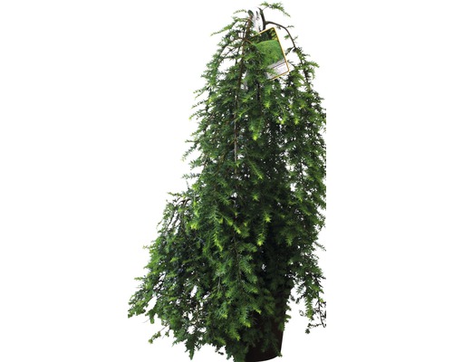 Jedlovec kanadský FloraSelf Tsuga canadensis výška 60-80 cm květináč 10 l