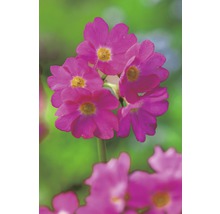 Prvosenka růžová FloraSelf Primula rosea květináč Ø 9 cm